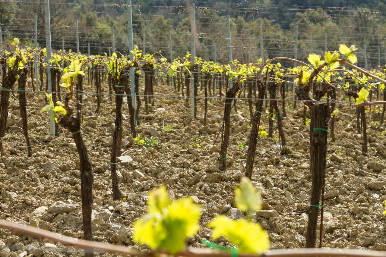 Agriturismo Piemaggino Castellina in Chianti Exteriér fotografie